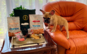 pet-friendly-amalia-0
