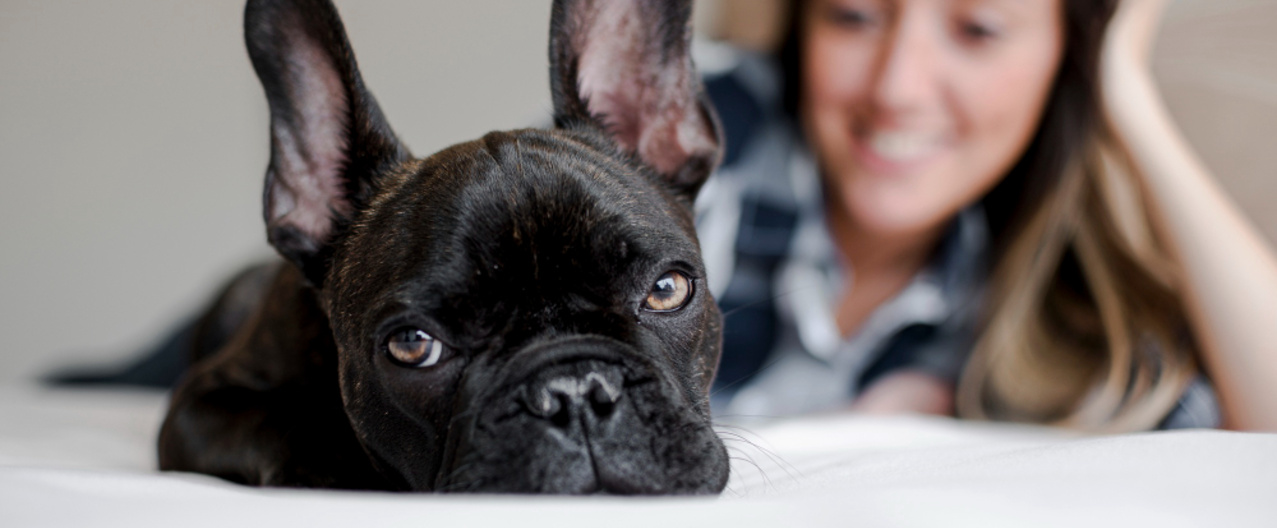 pet-friendly-amalia-3