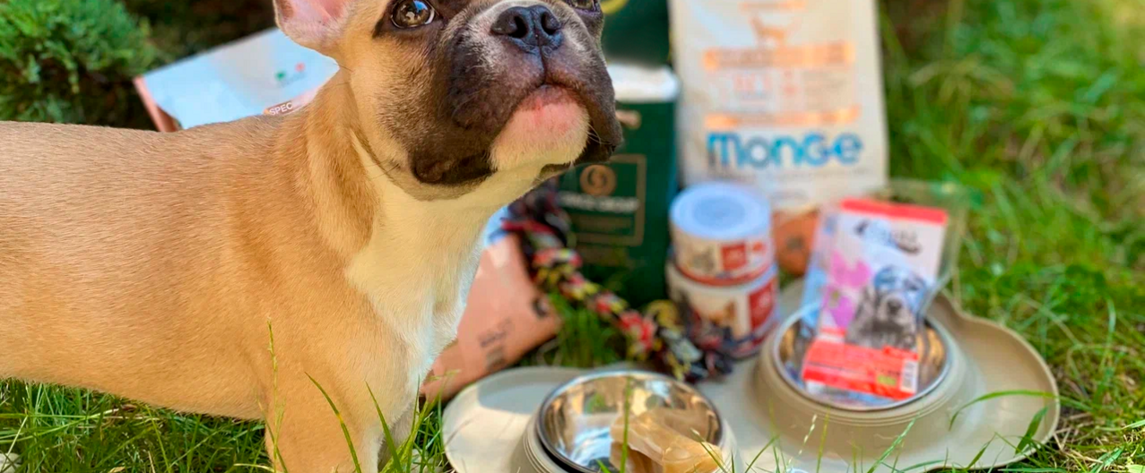pet-friendly-amalia-1