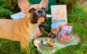 pet-friendly-amalia-1