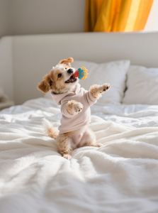 Тариф «С питомцами не расставайтесь»